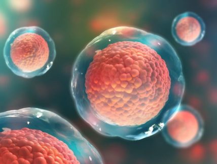 stem-cell2